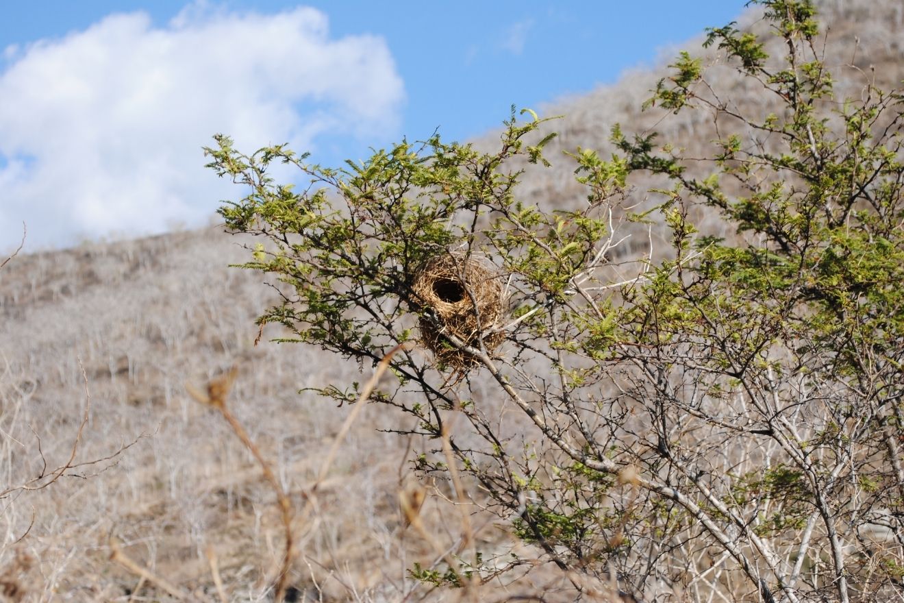 We spied this finch nest cozied between the branches.